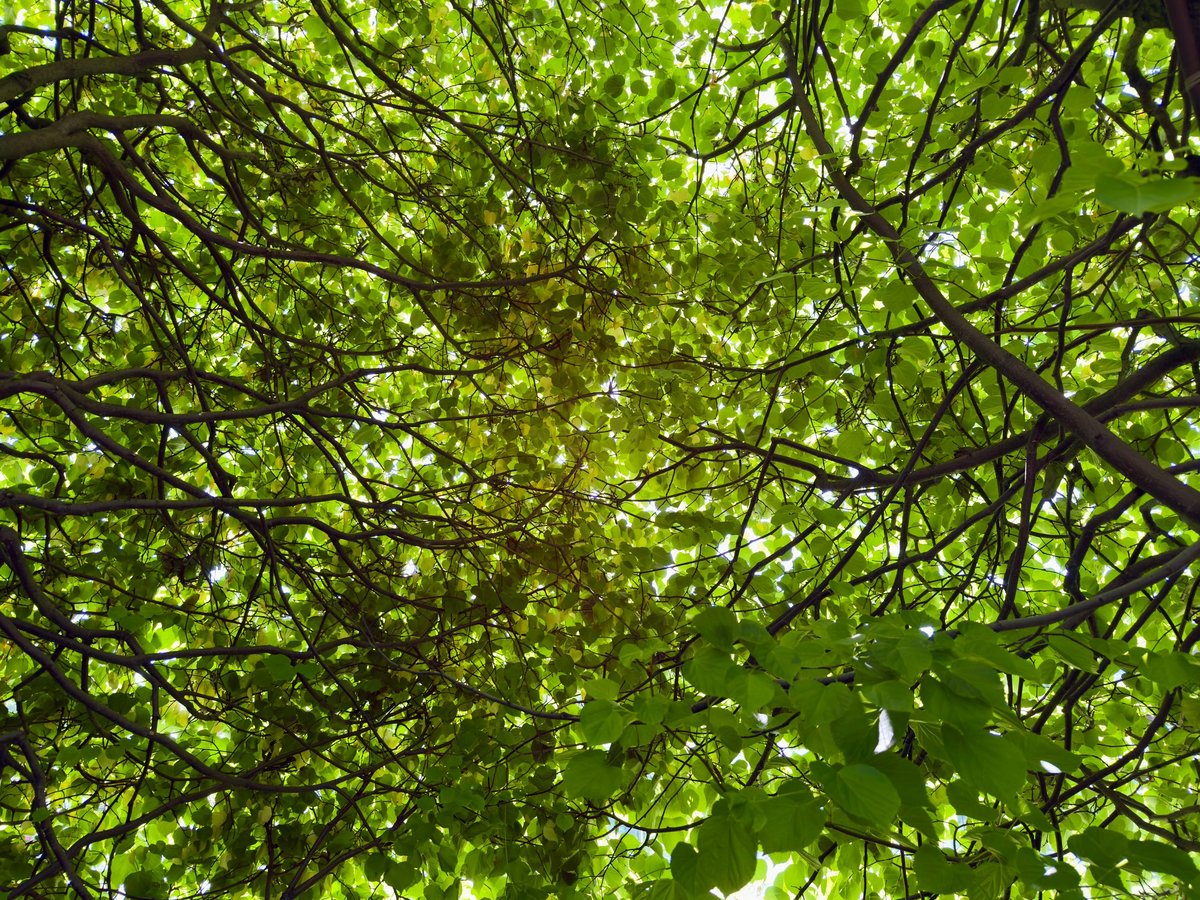 Looking up through dense green leaves and a complex pattern of tree branches with bright sunlight shining through the foliage